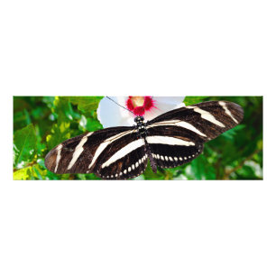 Zebra longwing butterfly on a Hibiscus Red Heart Photo Print