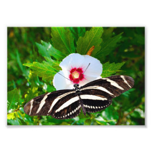 Zebra longwing butterfly on a Hibiscus Red Heart Photo Print