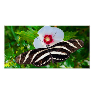 Zebra longwing butterfly on a Hibiscus Red Heart Poster