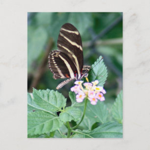 Zebra Longwing Butterfly Photo Postcard