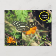 Zebra longwing Butterfly Postcard