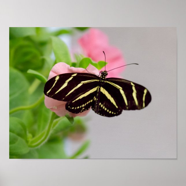 Zebra Longwing Butterfly Poster (Front)