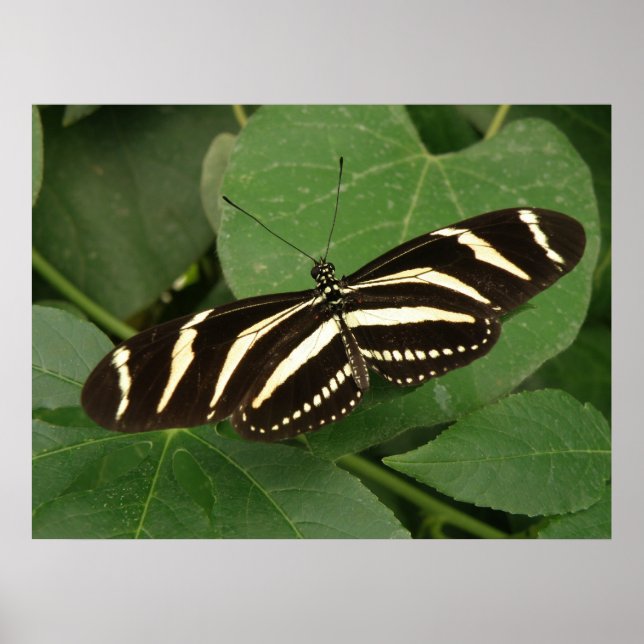 Zebra Longwing Butterfly Print (Front)