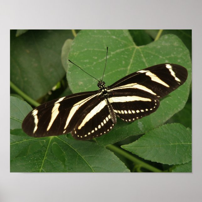 Zebra Longwing Butterfly Print (Front)