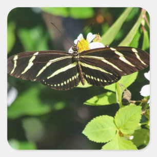 Zebra Longwing Butterfly Square Sticker