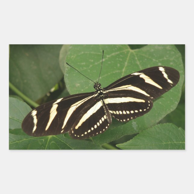 Zebra Longwing Butterfly Stickers (Front)