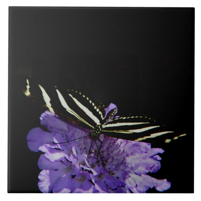 Zebra Longwing Butterfly Tile (Front)