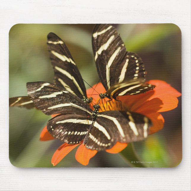 Zebra Longwing (heliconius charitonia) on flower Mouse Mat (Front)