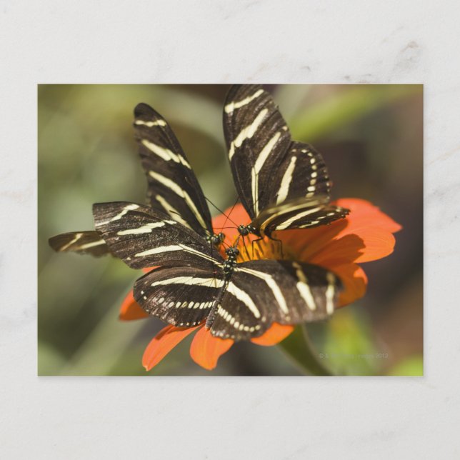 Zebra Longwing (heliconius charitonia) on flower Postcard (Front)