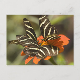 Zebra Longwing (heliconius charitonia) on flower Postcard