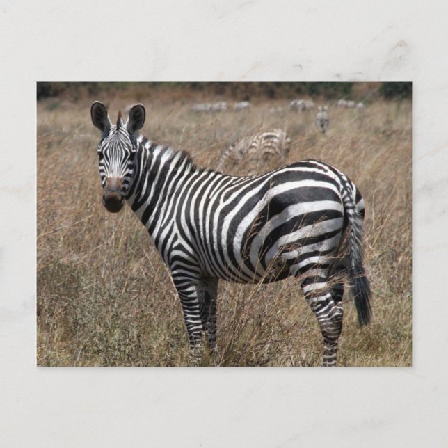 zebra look postcard (Front)