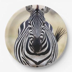 Zebra looking at you paper plate