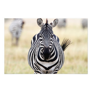 Zebra looking at you photo print