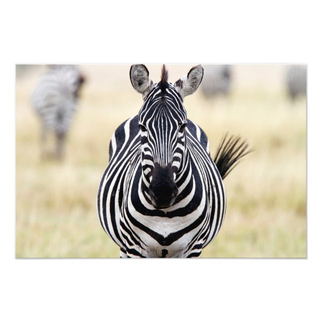 Zebra looking at you photo print (Front)