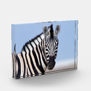 Zebra looking at you with blue sky photo block