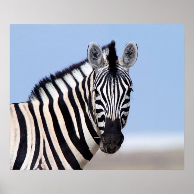Zebra looking at you with blue sky photo poster (Front)