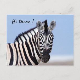 Zebra looking at you with blue sky photo text postcard
