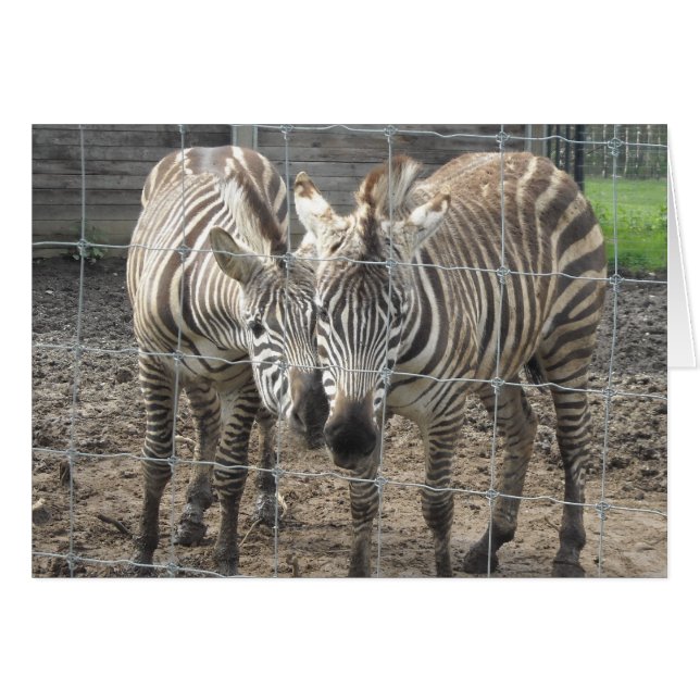 Zebra Love - blank (Front Horizontal)