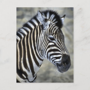 Zebra Lovers Art Gifts Postcard