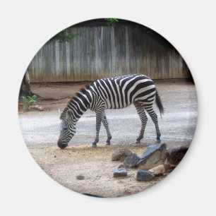 Zebra Magnet