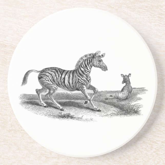 Zebra Mare Foal Vintage Animal Art Coaster (Front)