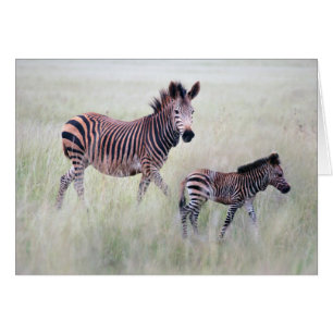 Zebra mum and baby