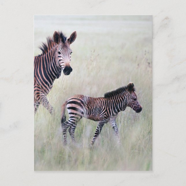 Zebra mum and baby postcard (Front)