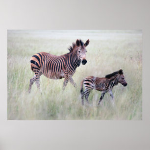 Zebra mum and baby poster