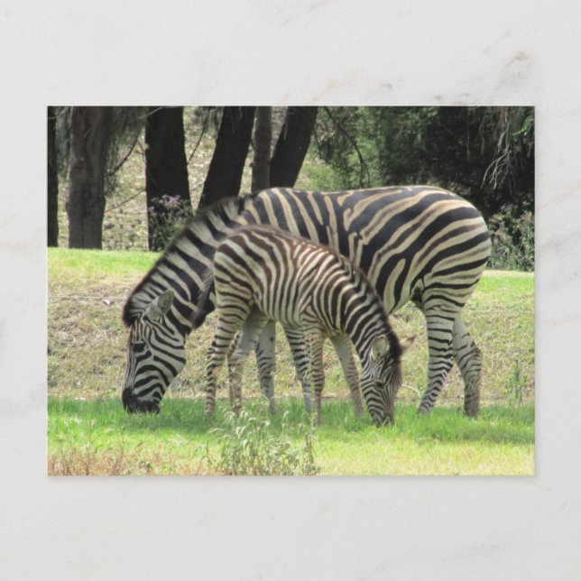 zebra mum and young postcard (Front)