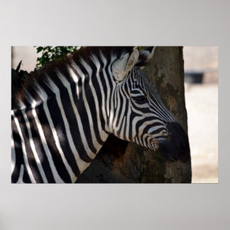Zebra of Africa Poster