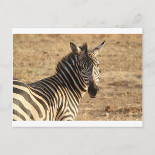 Zebra on the Savannah Postcard