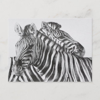 Zebra Original Pencil Drawing Postcard