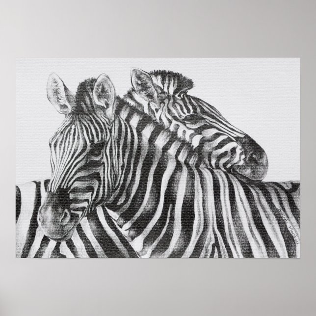 Zebra Original Pencil Drawing Posters (Front)
