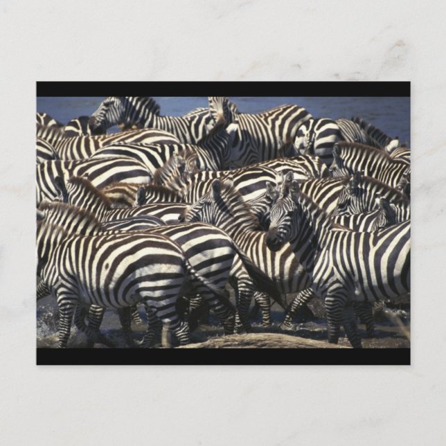Zebra Pack Postcard (Front)