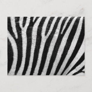 Zebra Pattern Postcard