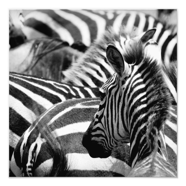 Zebra Photo (Front)