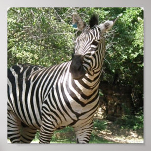 Zebra Photo Design Print