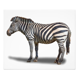 ZEBRA PHOTO PRINT