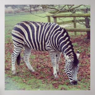 Zebra Photographic Print