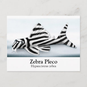 Zebra Pleco Postcard