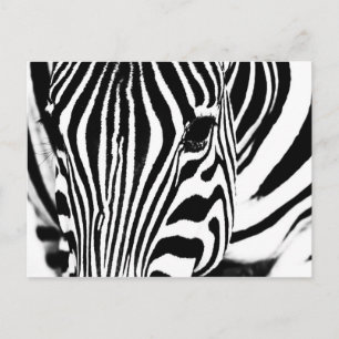 Zebra portrait black and white postcard