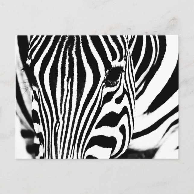 Zebra portrait black and white postcard (Front)
