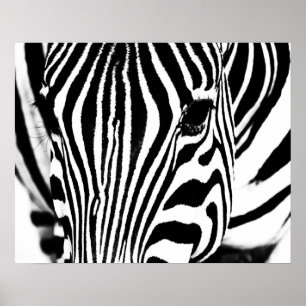 Zebra portrait black and white poster
