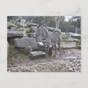 Zebra posing postcard
