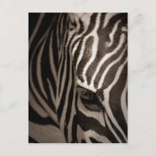 Zebra Postcard
