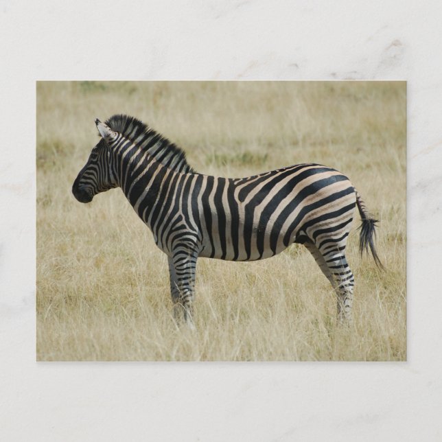 Zebra Postcard (Front)