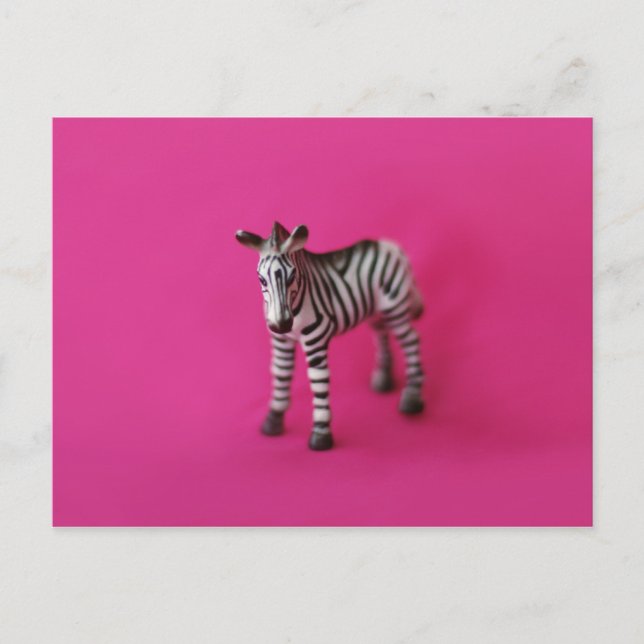 ZEBRA Postcard (Front)