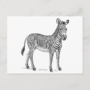Zebra Postcard