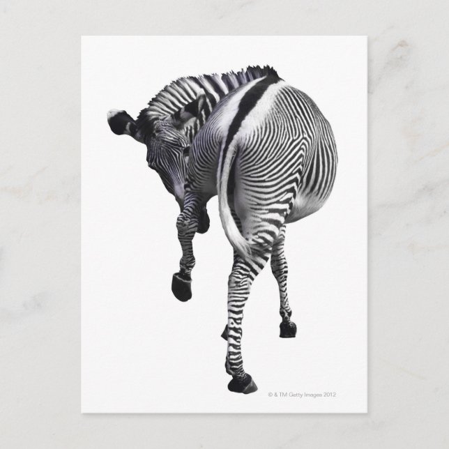 zebra postcard (Front)