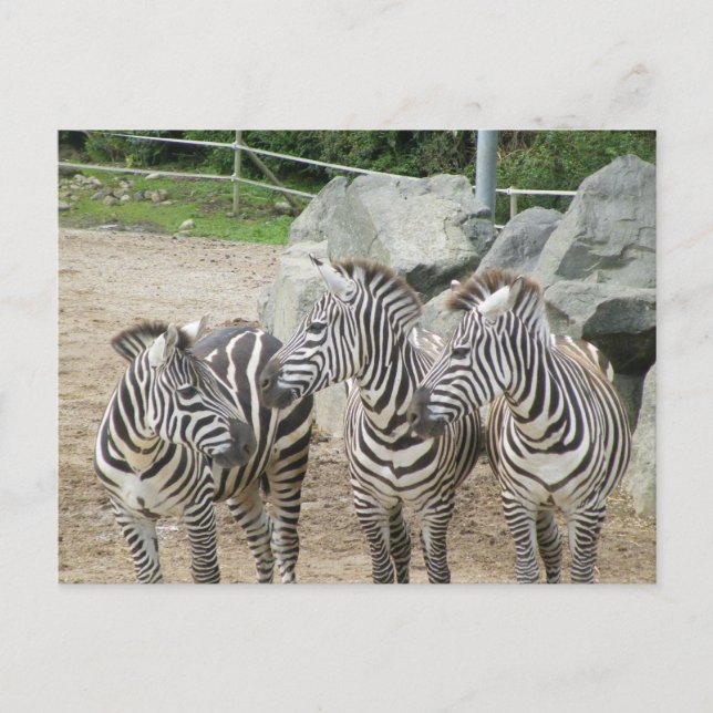 zebra postcard (Front)